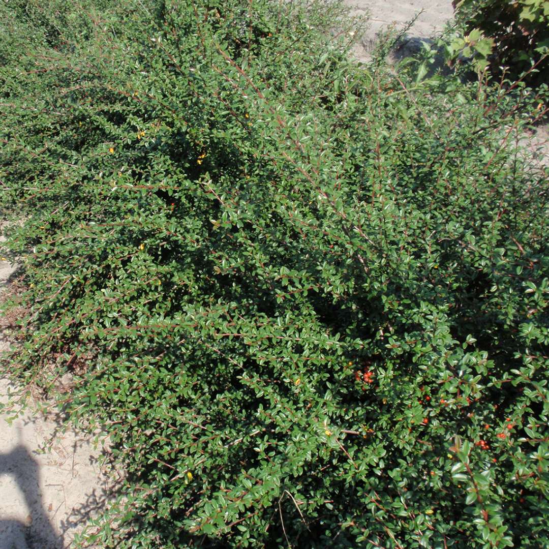 Row of Cotoneaster Mooncreeper in field with dark green foliage and dots of hidden red berries